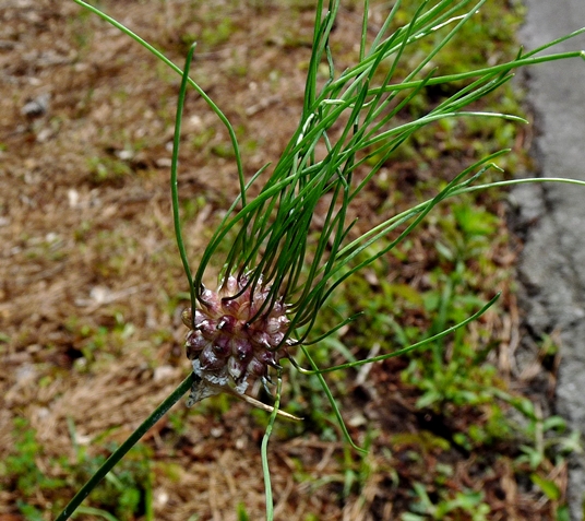 {Allium vineale}